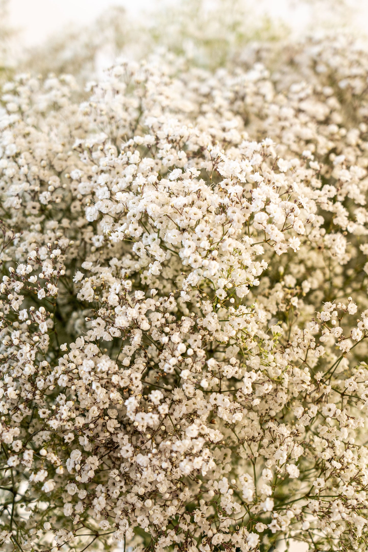 White Poetry