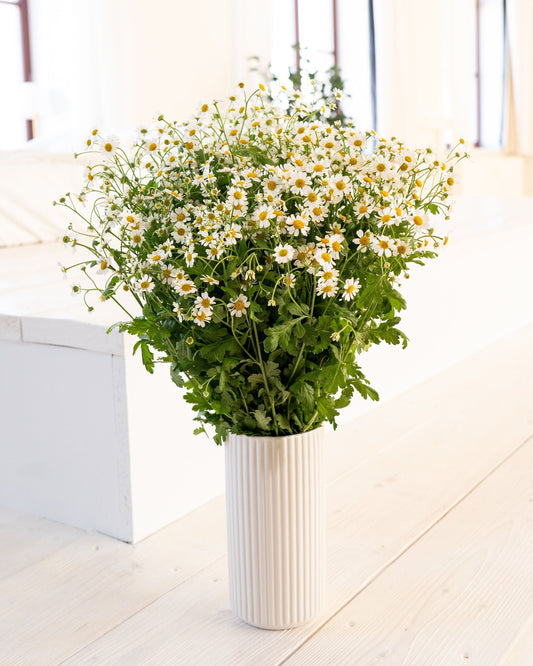 Wild Chamomile